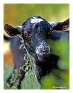 Fine Art Giclee Print - 'Goat Eyes'