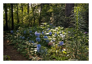 Fine Art Giclee Print - 'Blue Hydrangea'