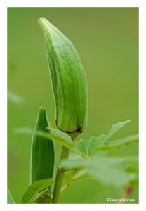 Fine Art Giclee Print - 'Okra'