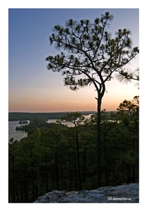 Fine Art Giclee Print - 'Longleaf Pine at Sunset'