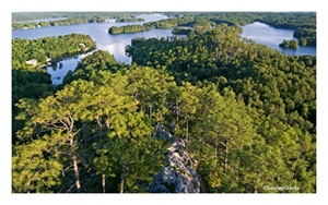 Fine Art Giclee Print - 'Longleaf Pine Stand at the Lake'