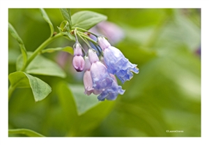 Fine Art Giclee Print - 'Bluebells Baby Colors'