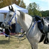 Biothane Bridle, Reins & Breast Collar Set for Sale!