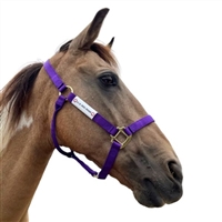 Sierra View Ranch I.C.E Halter ID or Dog Collar ID
