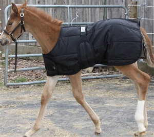 Expandable Foal Stable Blanket for Sale