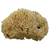 Natural Sea Sponge with Grommet For Sale!