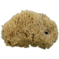 Natural Sea Sponge with Grommet