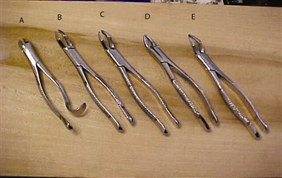 BB 165 Upper Incisors, Roots & Fragments (E)