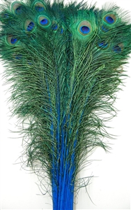 Peacock Tails: Dyed 30"-35"