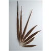 English Ringneck Pheasant Tails 10"-12" (100 Pieces Per Order)