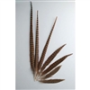 English Ringneck Pheasant Tails 24"-26" (100 Pieces Per Order)