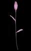 Feather Flower - Tulip