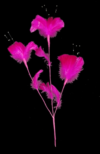 Feather Flower - Lantern Lily
