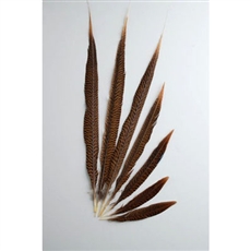 Golden Pheasant Tails 10"-16" Side