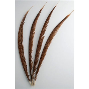 Golden Pheasant Tails Center 20"-30"