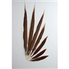 Golden Pheasant Tails 04"-10" Side