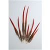 Golden Pheasant Tails 4"-12" Red Tip