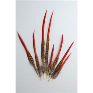 Golden Pheasant Tails 4"-12" Red Tip