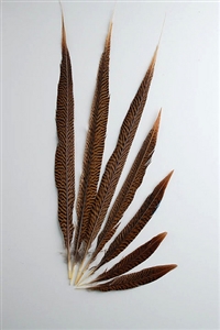 Golden Pheasant Tails 20"-30" Side
