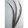 Lady Amherst Pheasant Tail Centers 30"-40"