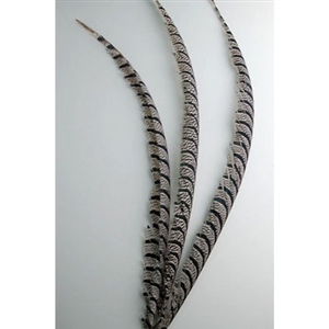 Lady Amherst Pheasant Tail Centers 30"-40"