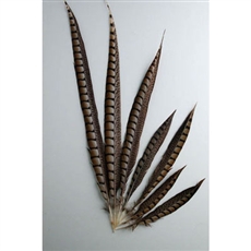 Lady Amherst Pheasant Tails 10"-16" Side