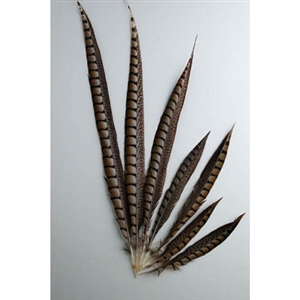 Lady Amherst Pheasant Tails 10"-16" Side