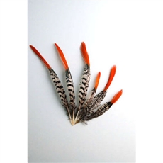 Lady Amherst Pheasant Tails 4"-12" Red Tip