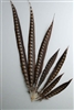 Lady Amherst Pheasant Tails 45"-50" Side