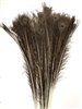 Peacock Tails: Dark Bleached 25"-30"