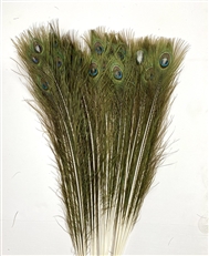 Peacock Tails: Dark Bleached 25"-30"