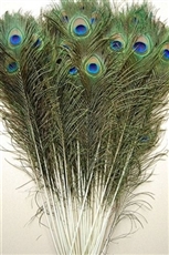 Peacock Tails 30"-35"