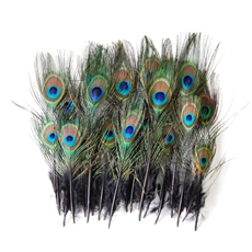 Peacock Mini Tails 2"-9" Dyed