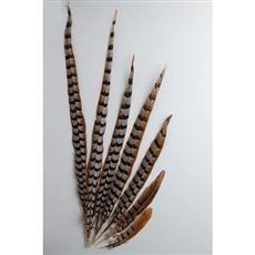 Reeves Pheasant Tails 40"-50"