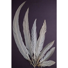 Silver Pheasant Tails 20"-30"