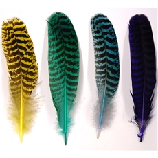 Peacock Quills - Dyed