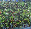 "Lotus, Echo Park", Oil Painting by Sarah Arnold