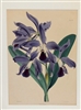 Vintage Botanical Print, Laelia Turneri