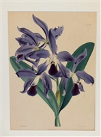 Vintage Botanical Print, Laelia Turneri