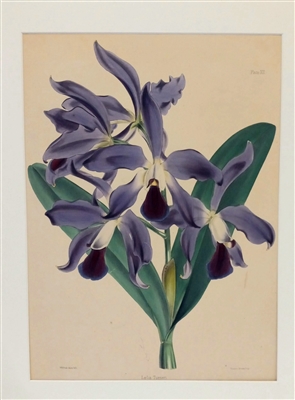 Vintage Botanical Print, Laelia Turneri