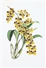 Orchid Oncidium Sarcodes