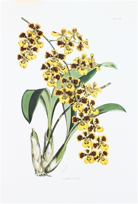 Orchid Oncidium Sarcodes