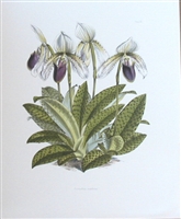 Orchid Cypripedium Superiens Lithographic Print