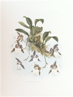 Botanical print, Orchid Odontoglossum Rossii