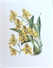 Yellow Orchid I Botanical Print