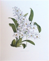 Orchid Odontoglossum Pescatorei Lithographic Print