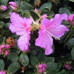 Evergreen Azalea Colyer