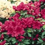 Evergreen Azalea RedWings