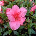 Evergreen Azalea Vida Brown