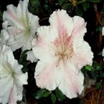 Evergreen Azalea  White Moon